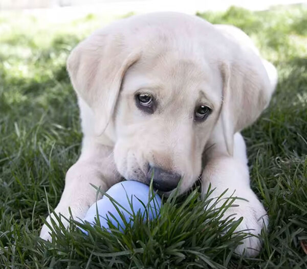 KONG Puppy Natural Teething Rubber Dog Chew Toy with Your Choice of Dog Treat Toy XS-L - Image 4
